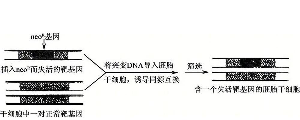 基因对受精卵的影响及其后果（探索受精卵基因的奥秘与未来）